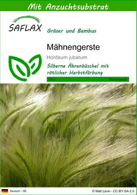 Produktbild von SAFLAX - Mähnengerste - Hordeum jubatum - 70 Samen - Mit keimfreiem Anzuchtsubstrat