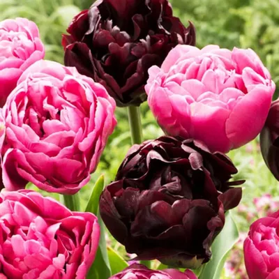 Productafbeelding van Winterharde, meerjarige tulpbollen, dubbelbloemig - Paars-zwart - 20 bloembollen - Echte planten uit Nederland - Tulpbollen voor tuin, potten en balkon (grote bollen, geen zaden, niet kunstmatig)