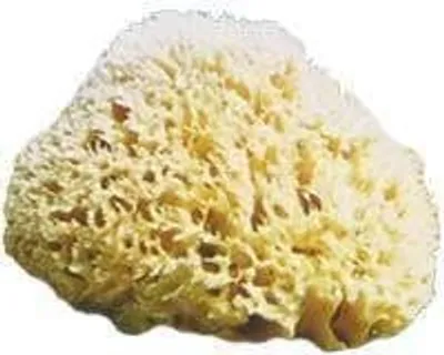 Immagine prodotto di Spugna naturale M250 Medium, circa 24 cm