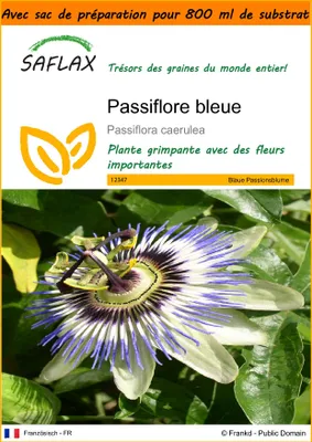Image de SAFLAX Garden in the bag - Passiflore bleue - 25 graines - Passiflora