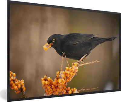 Produktbild von MuchoWow® Gerahmtes Poster Vogel - Amsel - Winter - Eis - Beere 60x40 cm - Poster mit Schwarzem Bilderrahmen Wandposter Rahmen Foto Bilder - Printing - Wanddeko Schlafzimmer