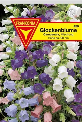 Produktbild von Glockenblume Prachtmischung
