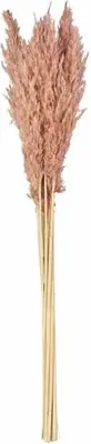 Produktbild von Pampasgrasbündel - Wild Reed - ca. 75 cm