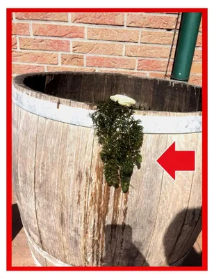 Produktbild von 5 Portionen Hornkraut, Ceratophyllum demersum, für den Teich
