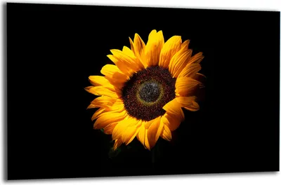 Produktbild von Herdabdeckplatte Glaskeramikkochfeld-Abdeckung Spritzschutz Glas 80x52 Blume