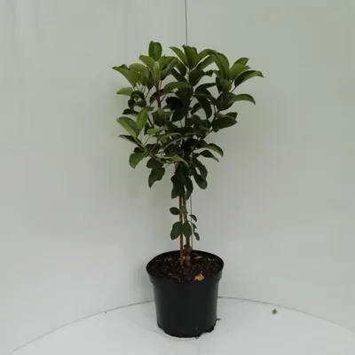 Produktbild von Zwergapfel "Cactus" ® Terrassenobst 50 - 60 cm 7,5 L  MM111