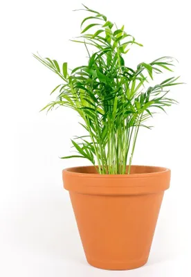 Obrázok produktu pre Gardners Chamaedorea elegans, priemer 12 cm