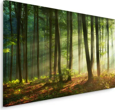 Produktbild von Fabelhafte Canvas LEINWAND BILDER 120x80 cm XXL Kunstdruck Natur Wald Bäume Sonne