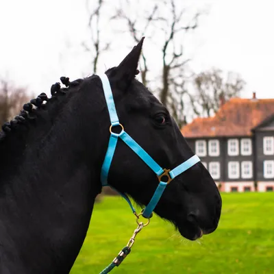 Produktbild von Halfter für Pferde, Größe Pony – Stallhalfter, Halfter für Pony, 2 Fach verstellbar, Farbe türkis