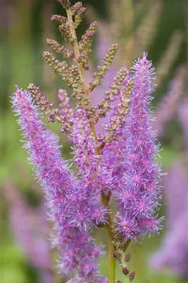 Produktbild von Astilbe x arendsii 'Amethyst', Prachtspiere, violett, ca. 9x9 cm Topf