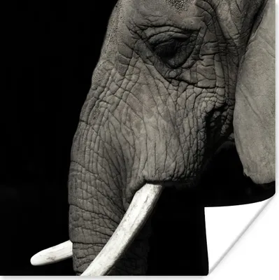 Produktbild von MuchoWow® Poster Elefant - Grau - Schwarz 50x50 cm - Wohnzimmerdekoration