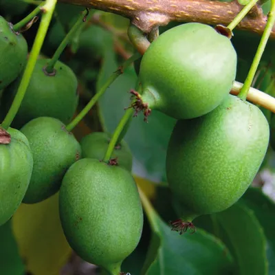 A close-up view of several green kiwiberries growing on a branch.