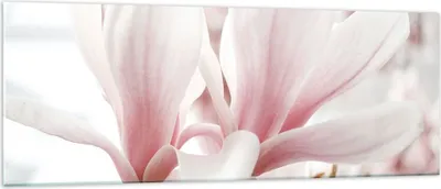 Produktbild von Bilder auf glas - Einteilig - Zweig Magnolie Blume - 140x50cm - Glasbilder - Wandbilder - Bilder - zum Aufhängen bereit - Wanddekoration aus Glas - Glas Bilder - Wandbild auf Glas - GAB140x50-4538