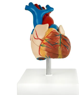 Obrázok produktu pre Anatomický model ľudského srdca Anatomický model ľudského tela Anatomický model ľudského srdca Ľudské modely v životnej veľkosti Výučbový model MedMod