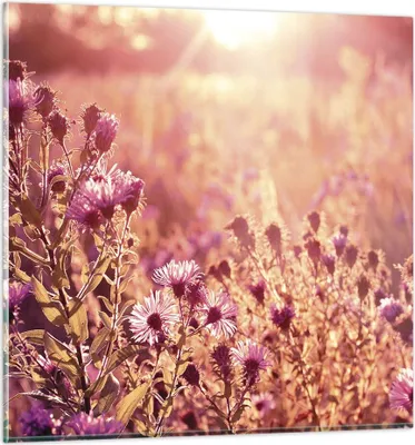 Produktbild von Bilder auf glas - Einteilig - Wiese Blumen Sonne - 30x30cm - Glasbilder - Wandbilder - Bilder - zum Aufhängen bereit - Wanddekoration aus Glas - Glas Bilder - Wandbild auf Glas - GAC30x30-4819