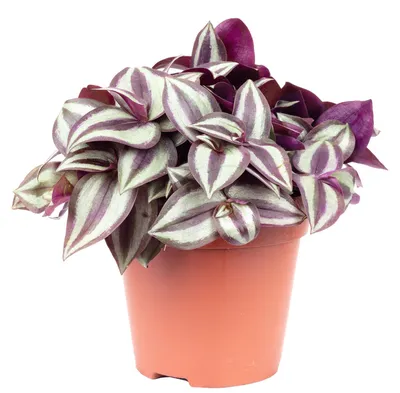 Produktbild von Zebrakraut 'Smit Silver Sicilian' - pflegeleichte Zimmerpflanze, Tradescantia zebrina - Höhe ca. 20 cm, Topf-Ø 12 cm