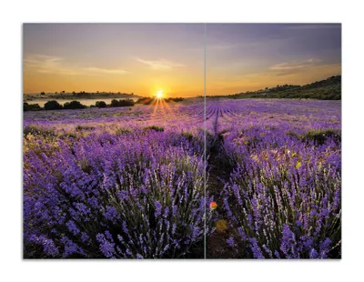 Produktbild von Wallario Herdabdeckplatte aus Glas, Größe 70 x 52 cm 2-teilig, Motiv Sonnenuntergang über dem Lavendel