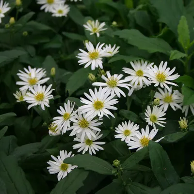 Image de 6 x Ageratum Aster  - Aster 'Ashvi'  | Pot 9 cm x 9 cm