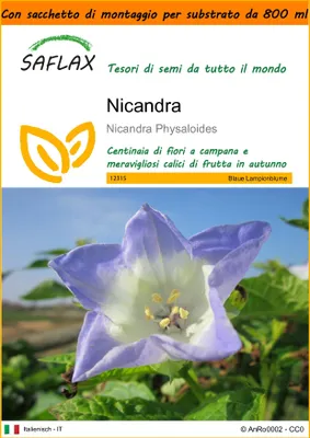 Immagine prodotto di SAFLAX Garden in the bag - Nicandra - 100 semi - Nicandra