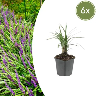 Produktbild von Liriope muscari 'Moneymaker' | 6 Stücke - 10-25cm - Ø9cm - Gartenpflanze