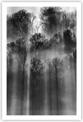 Produktbild von Poster - Poster ohne Rahmen - Bäume drinnen Nebel - 61x91,5 cm - Wand Bild - Wanddeko - Wandbilder - Kunstposter - Wandposter - Bilder - Kunstdruck - Wanddekoration - Wandbild - P2XPA61x91-4889