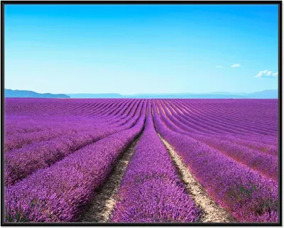 Produktbild von Wallario Wandbild Lavendelfeld unter blauem Himmel, Größe: 40,30 x 50,30 cm, Poster mit schwarzem Aluminiumrahmen