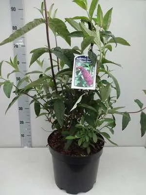 Obrázek produktu pro Buddleja dav. 'Royal Red' - Motýlí keř 60- 80 cm kontejner
