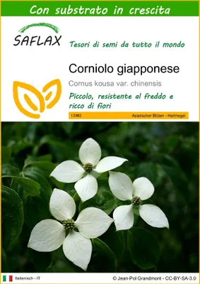 Immagine prodotto di SAFLAX - Corniolo giapponese - 30 semi - Con substrato - Cornus