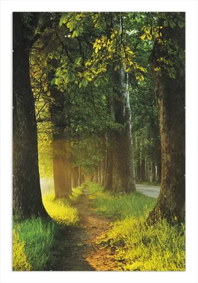 Produktbild von Wallario Wandbild Allee bei Sonnenuntergang, Größe: 61 x 91,5 cm, Poster mit rahmenlosen Bildhalter