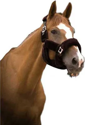 Produktbild von Equitheme Teddy Halfter Grün Pony Grün Pony