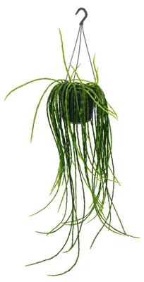 Produktbild von Urban Jungle Elegance - Moderne Kakteen-Ampel mit toller Blattstruktur - Rhipsalis paradoxa - 15cm