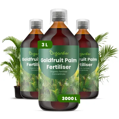 Obrázek produktu pro Goldfrucht Palma Tekuté Hnojivo 3x1 L – 2-1-8 NPK – Pro Goldfrucht Palmy – Podporuje Zdravé Listy & Stabilnú Štruktúru – Organifer