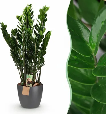 Image de Green boutiQ - Plante d'intérieur - ZZ-plant - Zamioculcas Zamiifolia - Vert - Peu d'entretien - 1 plante - avec pot gris - Pot 21 cm - Hauteur 80 - 90 cm