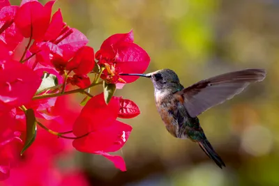 Produktbild von Fototapete - Hummingbird 375x250cm - Vliestapete