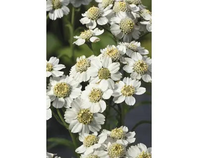 Obrázek produktu pro Řebříček FloraSelf Achillea ptarmica květináč Ø 9 cm