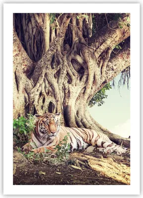 Produktbild von Poster - Poster ohne Rahmen - Tiger Wild Baum - 50x70 cm - Wand Bild - Wanddeko - Wandbilder - Kunstposter - Wandposter - Bilder - Kunstdruck - Wanddekoration - Wandbild - P2XPA50x70-5124