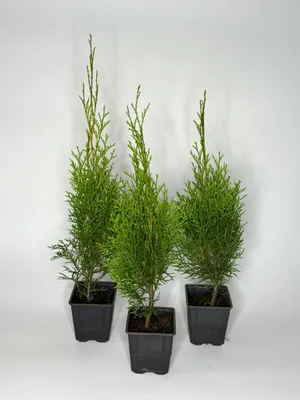 Produktbild von 50 Stück, 40-50cm, Topf 9cm, Lebensbaum Thuja occidentalis Smaragd