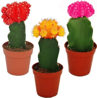 Obrázok produktu pre 3 rôznofarebné štepené kaktusy v sade, 5,5cm kvetinác, výška cca 10-12cm