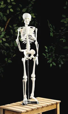 Zdjęcie produktu dla Anatomisches Skeletmodell für Unterricht - 85 cm - Dekorative Ausgabe