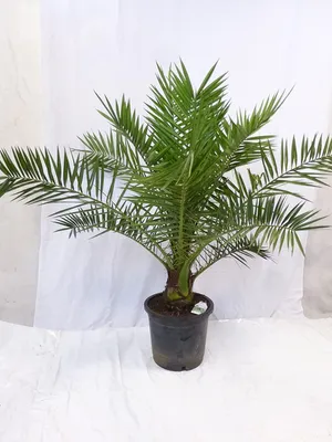 Produktbild von [Palmenlager] XL Phoenix canariensis -kanarische Dattelpalme - 160 cm- dicker Stamm  // Indoor & Outdoor Palme