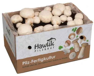 Produktbild von Hawlik Pilzbrut Champignonkultur weiss klein – Pilzzucht Set ca. 3–4 kg, Pilze züchten, +12 bis +18°C
