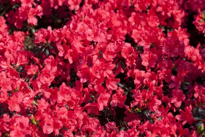 Produktbild von Rhododendron in Sorten Sorte - obtusum Maruschka 15- 20 cm