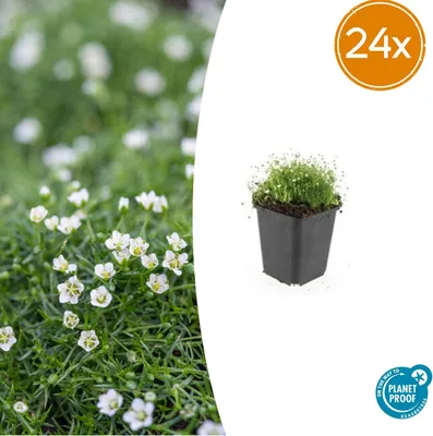 Zdjęcie produktu dla Sagina subulata | 24 sztuki - 10-25cm - Ø9cm - Roślina ogrodowa
