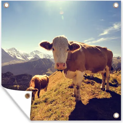 Produktbild von MuchoWow® 100x100 cm Outdoor-Poster Gartendeko Sichtschutz Garten Poster für den Garten  Kühe - Licht - Alpen