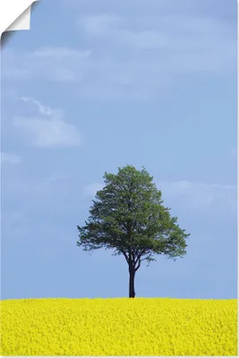 Produktbild von ARTland Poster Rapsfeld und Baum Größe: 20x30 cm