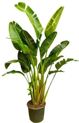 Zdjęcie produktu dla Drzewo Strelitzia – Strelitzia Augusta wielopniowa XXL – 250 cm – Ø50 cm – Biały ptak rajski – Egzotyczna roślina doniczkowa XXL do salonu, biura i ogrodu zimowego