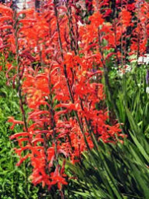 Produktbild von Chasmanthe floribunda (Stattliche Rachenlilie) Gr. 14/+ (1 Knolle)