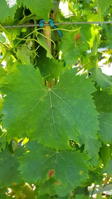 Image de Vitis vinifera 'Muscat d'Alexandrie’ / Vigne 'Muscat d'Alexandrie’