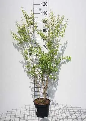 Produktbild von Spiraea prunifolia - Brautspiere  40- 60 cm - Container