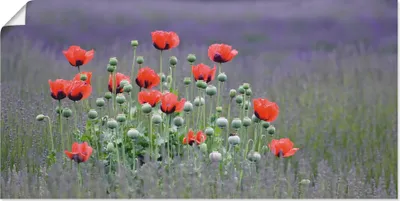 Produktbild von ARTland Poster Lavendelfarm in Sequim - Mohnblumen Größe: 100x50 cm